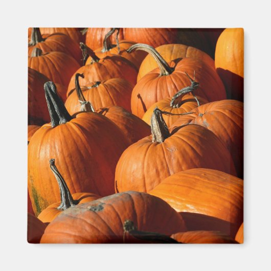Pumpkins Magnet Magneet (Voorkant)
