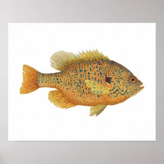 Pumpkinseed Sunfish artwork Poster (Voorkant)