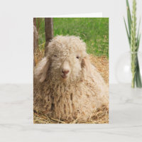 Pun de chèvre mouton amusant obtenir carte de bien