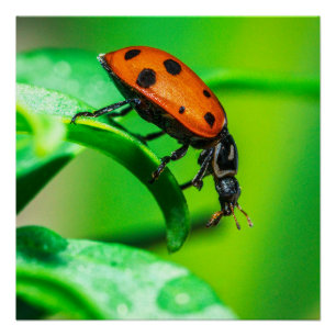 Punaise sur Affiche de Macro Nature sur Feuille