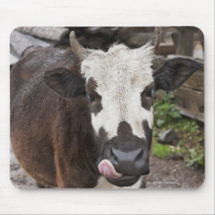 punakha district bhutan muismat