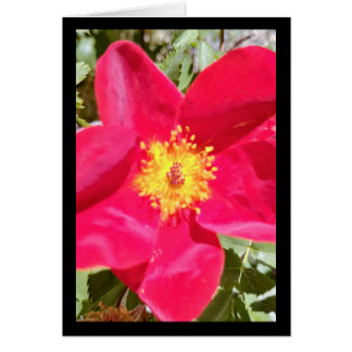 Punch en velours floral - Chanson de Sol. 8:7 Salu