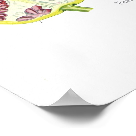 Punica granatum (Pomegranaat) Poster (Hoek)