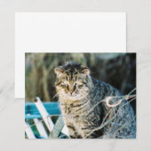 Punk Rock Feral Tom Cat Invitations Kaart (Voorkant / Achterkant)