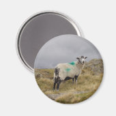 Punk schaap magneet (Voorkant / Achterkant)