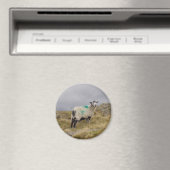 Punk schaap magneet (Insitu (Vaatwasser))