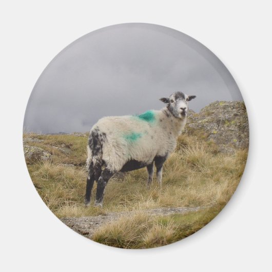 Punk schaap magneet (Voorkant)