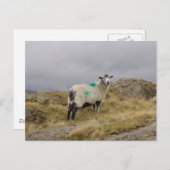 Punk schapen briefkaart (Voorkant / Achterkant)