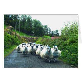 Punk schapen op het Beara-schiereiland in Ierland