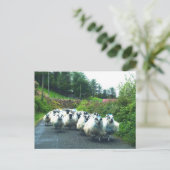 Punk schapen op het Beara-schiereiland in Ierland Briefkaart (Staand voorkant)