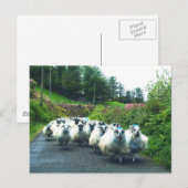 Punk schapen op het Beara-schiereiland in Ierland Briefkaart (Voorkant / Achterkant)