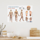 Punten en meridianen van het lichaam poster (Keuken)