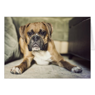 Pup de boxe anglaise