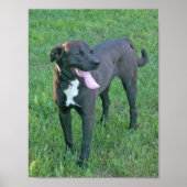 Pup Pup Laughing Poster (Voorkant)