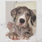 Pup te koop flyer (Achterkant)