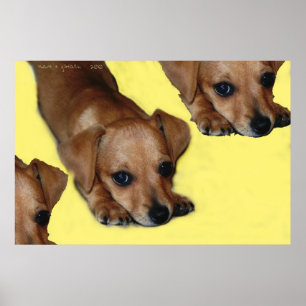 PUPNOSE POSTER