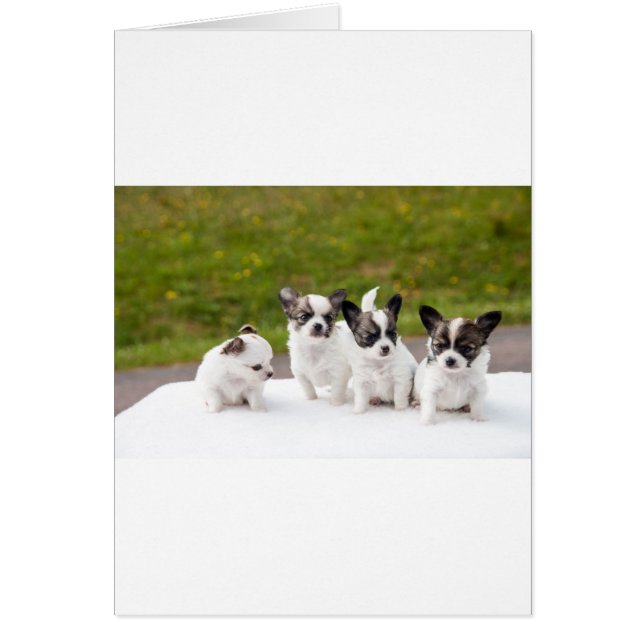 puppies-453532.jpg (Devant)