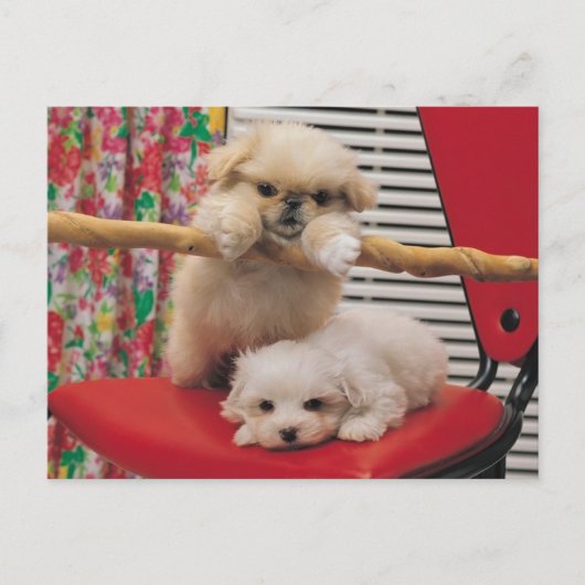 Puppies afspelen briefkaart (Voorkant)