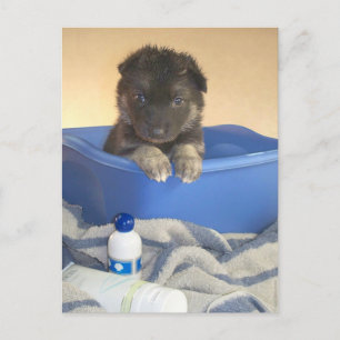 Puppies Bath Time Briefkaart