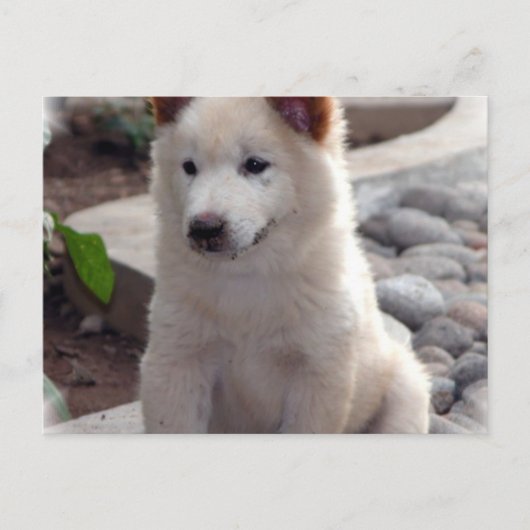 Puppies Briefkaart (Voorkant)