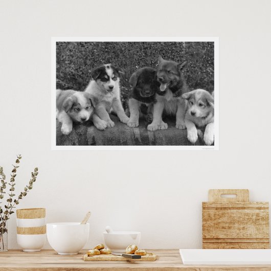 Puppies in Alaska 1921 Poster (Keuken)