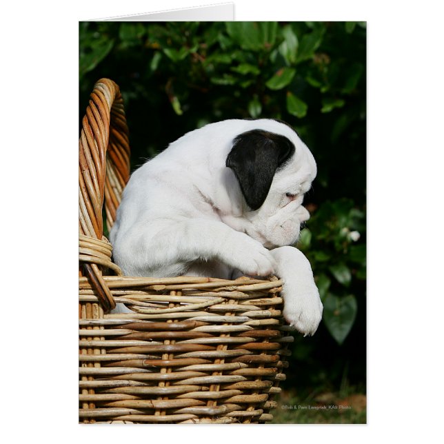 Puppies in mandje (Voorkant)