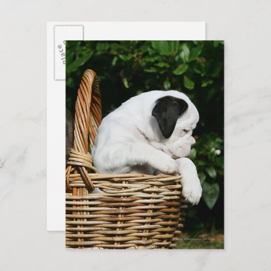 Puppies in mandje briefkaart (Voorkant / Achterkant)