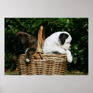 Puppies in mandje poster