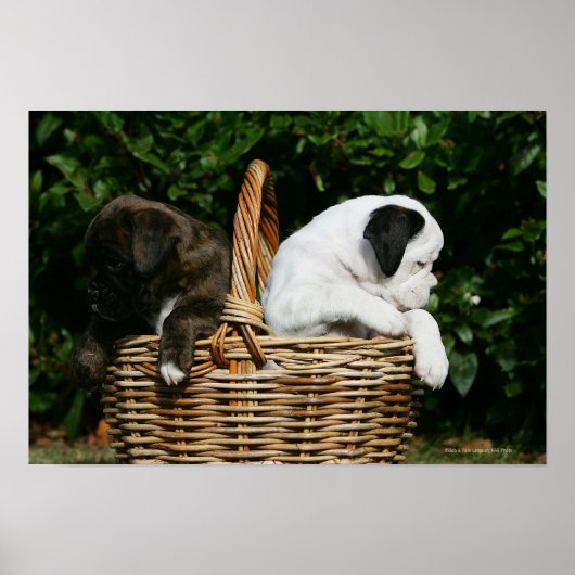 Puppies in mandje poster (Voorkant)