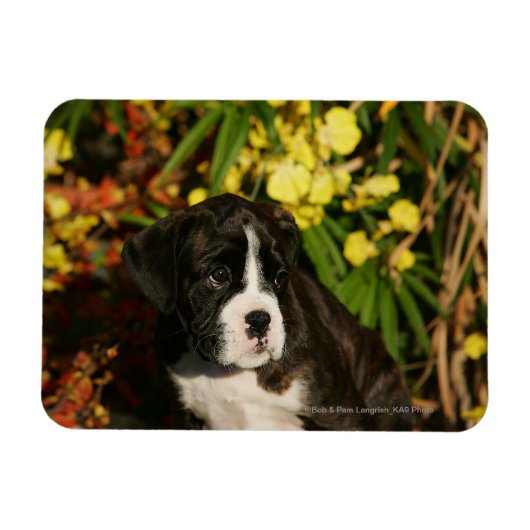 Puppies Magneet (Horizontaal)