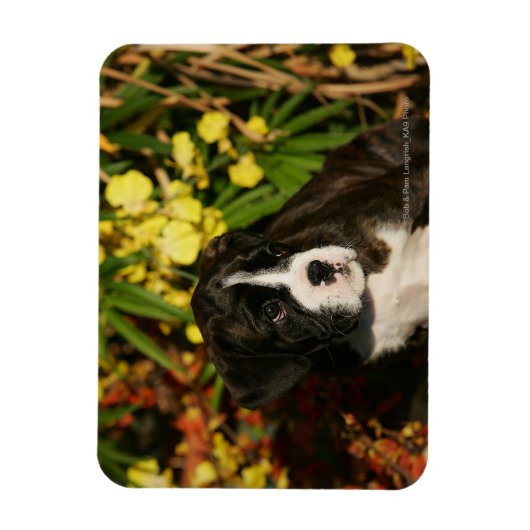 Puppies Magneet (Verticaal)