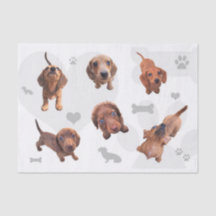 Puppies met de rode chocolade dachshund-appel
