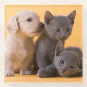 Puppies met Russische blauwe kittens en dachshund Glazen Onderzetter