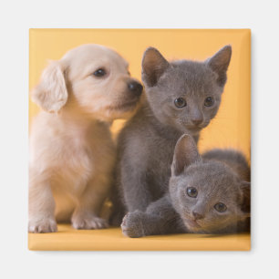 Puppies met Russische blauwe kittens en dachshund Magneet