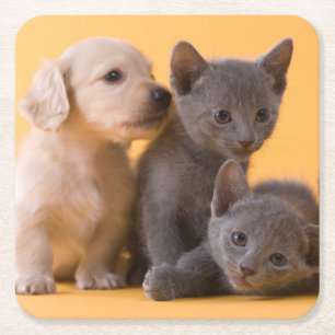 Puppies met Russische blauwe kittens en dachshund Vierkante Kartonnen Onderzetter