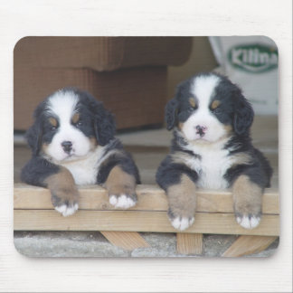 Puppies muizenmat van Bernese Mountain Muismat