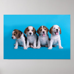 Puppies van beagle poster