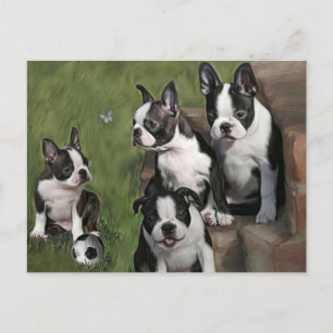 Puppies van Boston Terrier Briefkaart