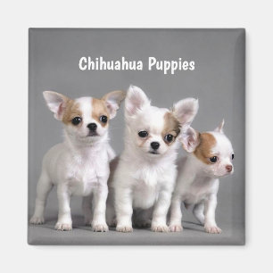 Puppies van Chihuahua Posing voor foto Magneet