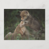 Puppies van Coyote (Canis Latrans) Briefkaart (Voorkant)
