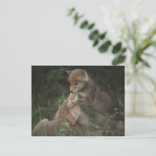 Puppies van Coyote (Canis Latrans) Briefkaart (Staand voorkant)