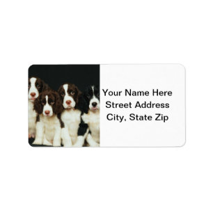 Puppies van de Engelse Springer Spaniel (2) Etiket