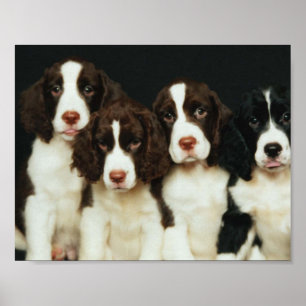 Puppies van de Engelse Springer Spaniel (2) Poster