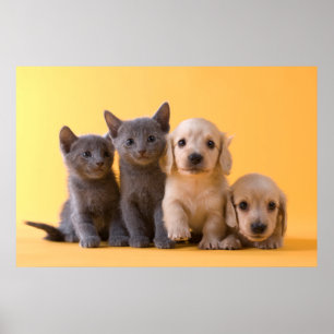 Puppies van de Russische blauw Kittens en Dachshun Poster