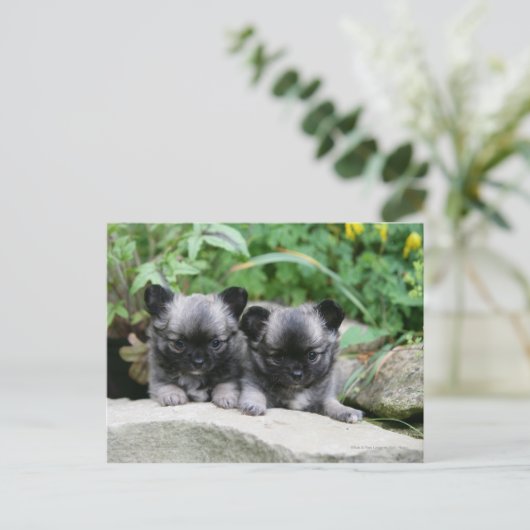 Puppies van Long Hazard Chihuahua Briefkaart (Staand voorkant)