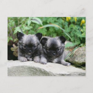 Puppies van Long Hazard Chihuahua Briefkaart