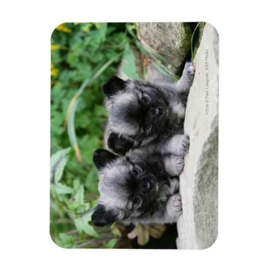 Puppies van Long Hazard Chihuahua Magneet (Verticaal)