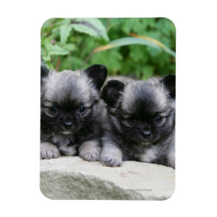 Puppies van Long Hazard Chihuahua Magneet