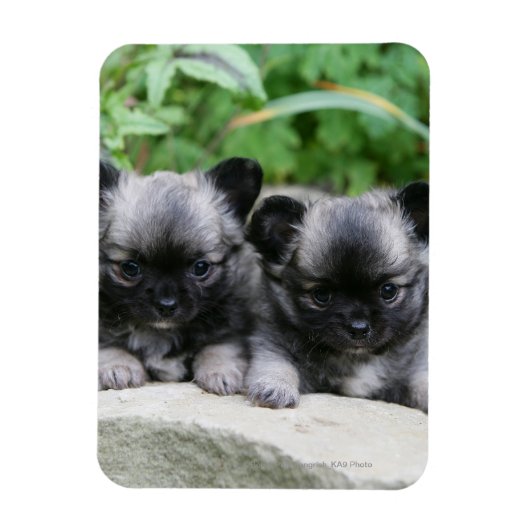 Puppies van Long Hazard Chihuahua Magneet (Verticaal)