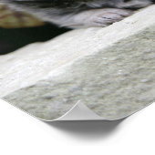 Puppies van Long Hazard Chihuahua Poster (Hoek)